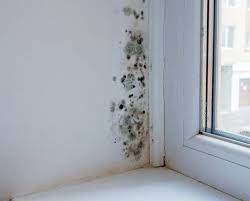 Odeur d'humidité et taches noires : Que faire en cas de problème d’humidité dans la salle de bain et les chambres à Latresne ?